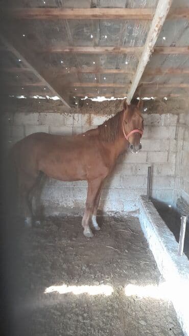 сколько стоит корова в кыргызстане 2023: Продаю | Конь (самец) | Дончак — 1