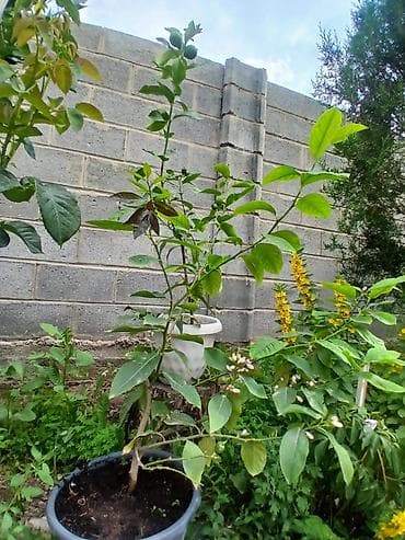 Лимонное дерево в горшке - Уже цветёт: на ветках видны многочисленные — 3