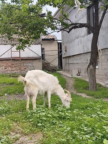 сухое молоко для котят: Эчки сатылат улагы менен. Эчки таза сүт берет — 6