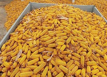 Кукуруза в початках сорт (бамбус) не прелая