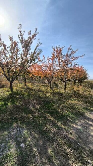 раздольный ак жол: 2200 соток — 9