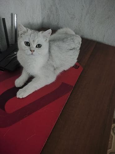 британец вязка: Продаю кошечку шотландская окрас серебристая шиншилла 7 месяцев к — 3