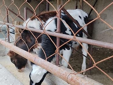 кыргыз довот ит: Сатам | Музоо | Аргын | Бордоп семиртүү үчүн | Байланган — 4