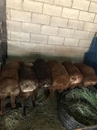 шатланский кошка: Продаю | Ягненок, Баран (самец) | Арашан | Для разведения — 1