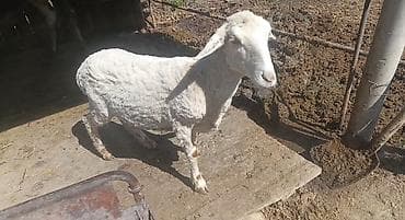 продаю шерсть: Продаю | Овца (самка) | Арашан | Для разведения | Матка — 2