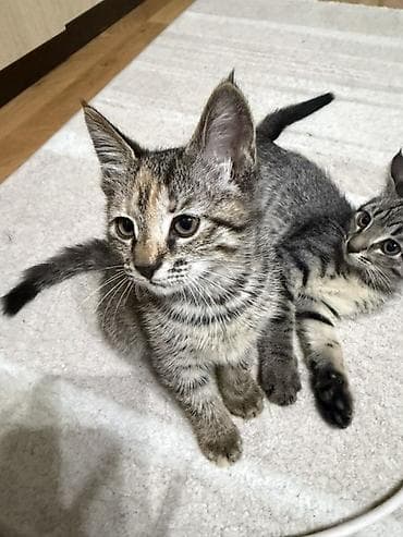 Үй жаныбарлары: Котята ищут дом!! Брат Риччи и сестренка Черри отдаются в добрые — 4