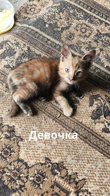 Животные: Отдаю в добрые руки котят потомственных охотников-крысоловов один — 7