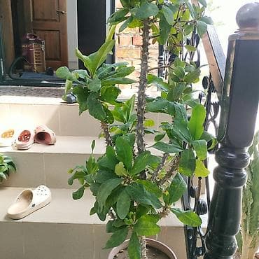 драцена цветы: Молочай Миля (Euphorbia milii), крупный комнатный куст-суккулент в — 1