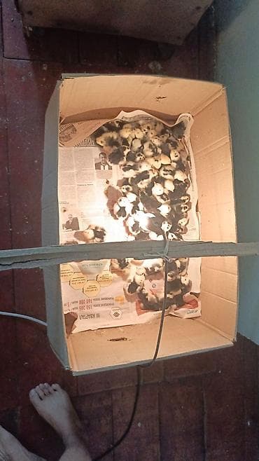 Продаю инкубационные яйца австралорпа 30с.цыплята 150с
