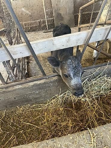 каро: Продаю | Корова (самка) | Для молока | После отела — 5