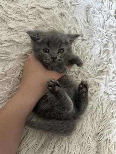 ориентальная короткошерстная кошка: Пушистый котёнок серого (дымчатого) цвета Небольшой короткошёрстный — 3
