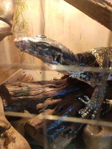 Грызуны: Варан Салватор (водяной/пятнистый) — крупная экзотическая ящерица — 1