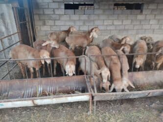 дом кролика: Продаю | Баран (самец) | Арашан | Для разведения | Племенные — 2