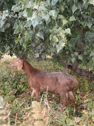 декоративные кролик: Продаю | Баран (самец) | Арашан | Для разведения | Осеменитель — 3