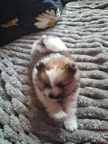 Үй жаныбарлары: Помиранский шпиц •Девочка •Родилась 14 .03.2026 •Окрас : пати-колор — 4