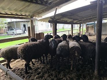 романовский бараны: Продаю | Овца (самка) | Полукровка | Для разведения — 8