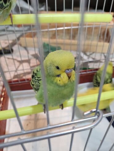 сколько стоит 1 кг домашних пельменей: Волнистые попугаи особо отличаются болтливостью довольно легко — 2
