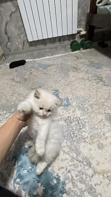 канадский сфинкс цена: 2 месяца, Девочка, Белый, Приучена к лотку — 7