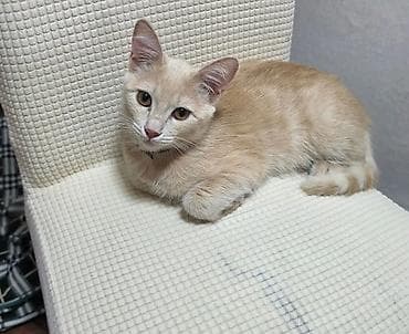 scottish fold: Мальчик.котенок 7 месяцев, очень спокойный,приучен к лотку — 1