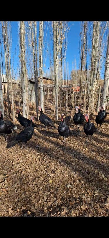 где можно купить собаку хаски: Продаю | Петух — 5