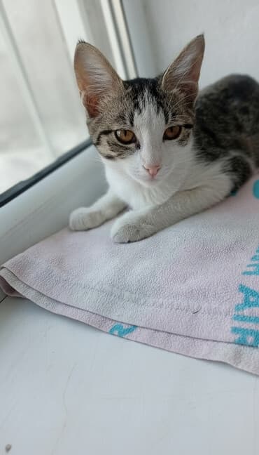 сколько стоит американская короткошёрстная кошка: Кошка даром: Беспородная, 4 месяца, Девочка, Приучена к лотку — 1