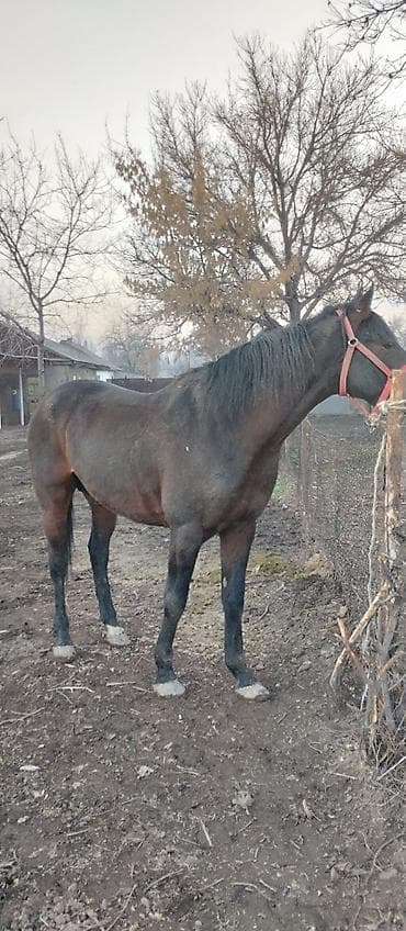 Услуги ветеринара: Продаю | Жеребец | Полукровка | Конный спорт | Осеменитель — 5