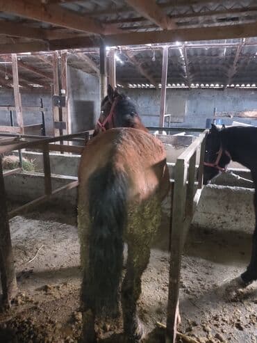 куры доминанты: Продаю | Кобыла (самка) | Для разведения — 3