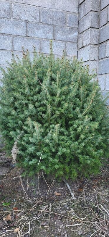 искусственные цветы бишкек: Саженцы деревьев: Ели, Самовывоз — 3