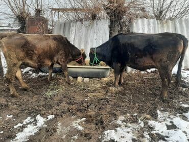 чешский коза: Продаю | Тёлка | Полукровка | Для разведения | Привязанные — 2