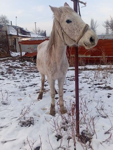 ош мышык: Сатам | Бээ (ургаачы) | Жумушка — 3
