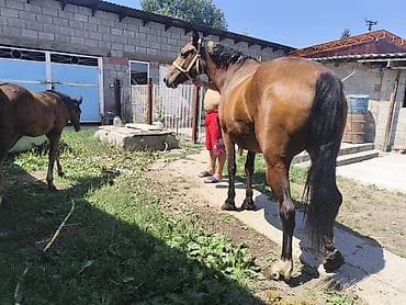 коны: Продаю кабылу с жеребенком,возраст кабылу 4,5 жеребенку 5месяцна — 5