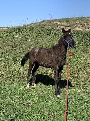 пони животное: Продаю | Жеребенок | Конный спорт — 3