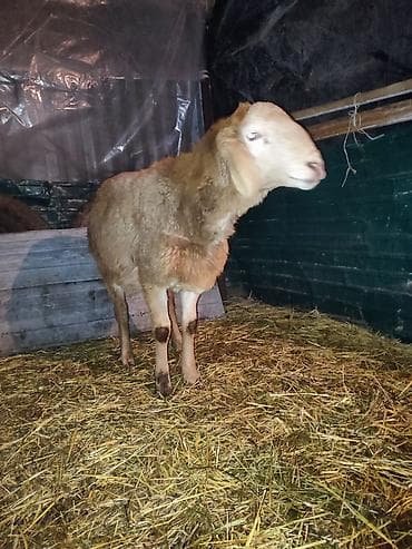уй животных: Продаю | Овца (самка) | Для разведения | Ярка — 2