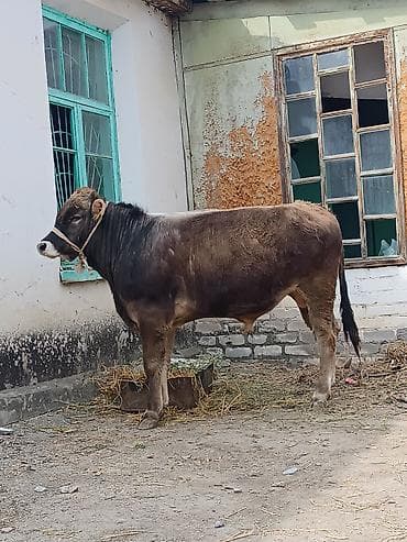 А\ч жаныбралары үчүн товарлар жана шаймандар: Сатам | Бука (эркек) | Бордоп семиртүү үчүн | Байланган — 1
