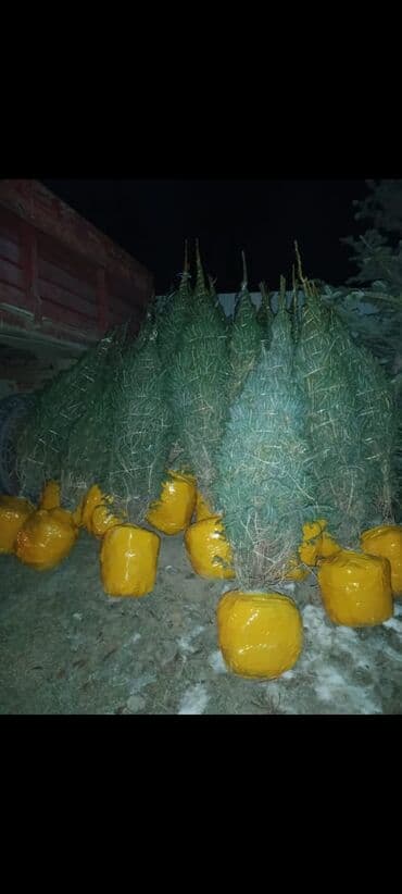 бишкек комур баасы: Голубой ель. Тянь-шаньский ель.береза,Пихта,Сосна, сатылат — 3