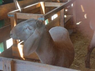 дом для животных: Кочкоры Арашаны линия Широкого разрез хвоста есть 5 месец по матери — 17