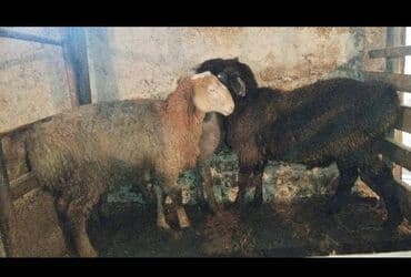 ат тай: Продаю баранов срочно по 7 месяцев — 2