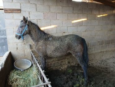 продажа кормов для сельскохозяйственных животных: Продаю | Жеребенок | Для разведения — 3