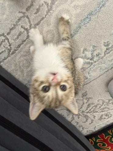 отдам даром котенка бишкек: Кошка даром: Беспородная, 1 месяц, Девочка — 1