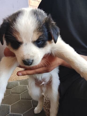 купить щенка пинчера: Щенок метис, окрас триколор (белый с черными и рыжими отметинами) — 2