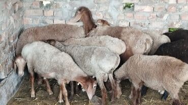 продажа кормов для сельскохозяйственных животных: Козулар сатылат 14 баш 13500с оптом !!! Звонить суда !!! — 4