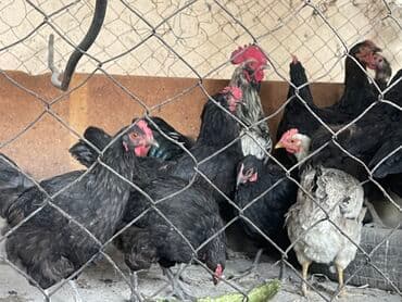 породистые козы: Продаю | Куры, Петух | Для разведения — 1