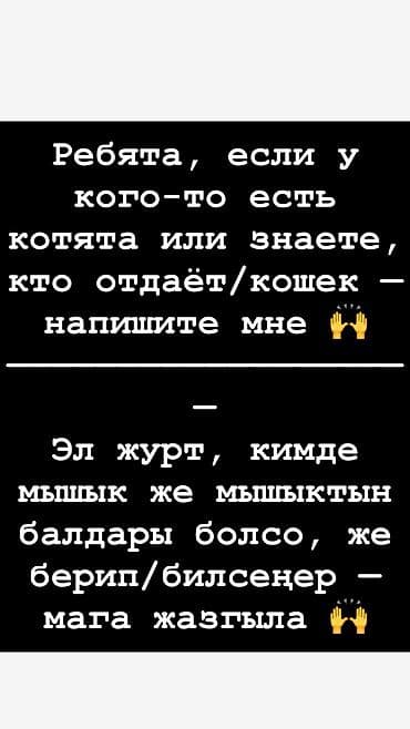 шотландская вислоухая кошка фото цена: 1 месяц, Мальчик — 1