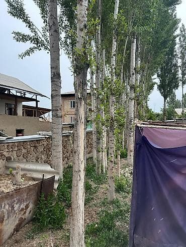 дикор: Продажа взрослых тополей (рядовые посадки вдоль участка) - Порода — 2