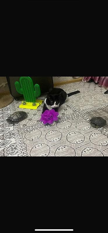 малёк форель: Продаются красноухие черепахи 🐢 Есть девочка и мальчик, можно — 2