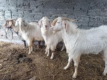 парода эчки: Продаю | Козёл (самец) | Битал | Для разведения | Племенные — 4