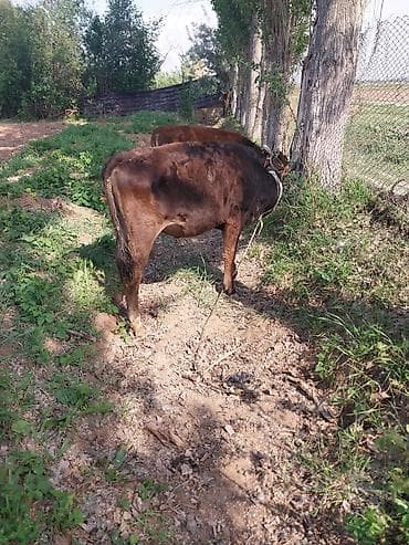 корова с теленкам: Продаю | Тёлка | На откорм | Привязанные — 3