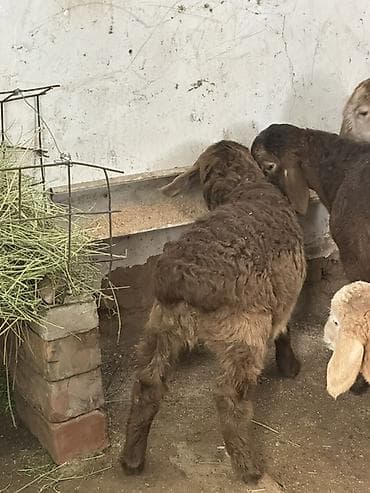 козу срочно: Продаю | Ягненок | На забой — 2