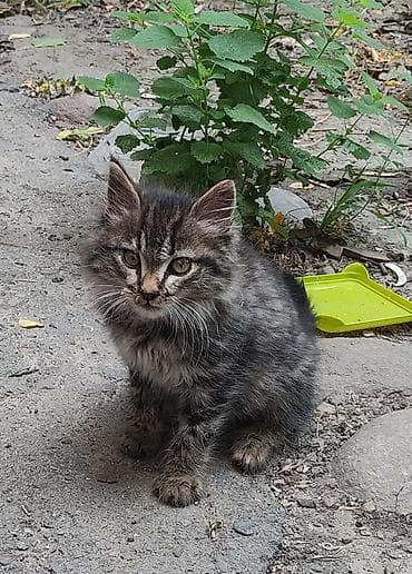 большая кошка: Отдам в добрые руки пушистого котенка классического тигрово-полосатого — 1