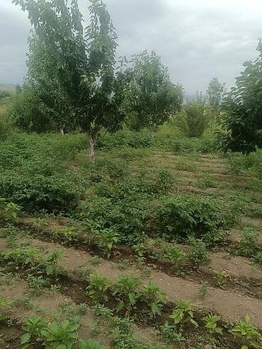 кок жар ж м: 4 болмолуу ЧООН Уй сатылат.Участок чон, 30 соток.Мал бакканга — 10
